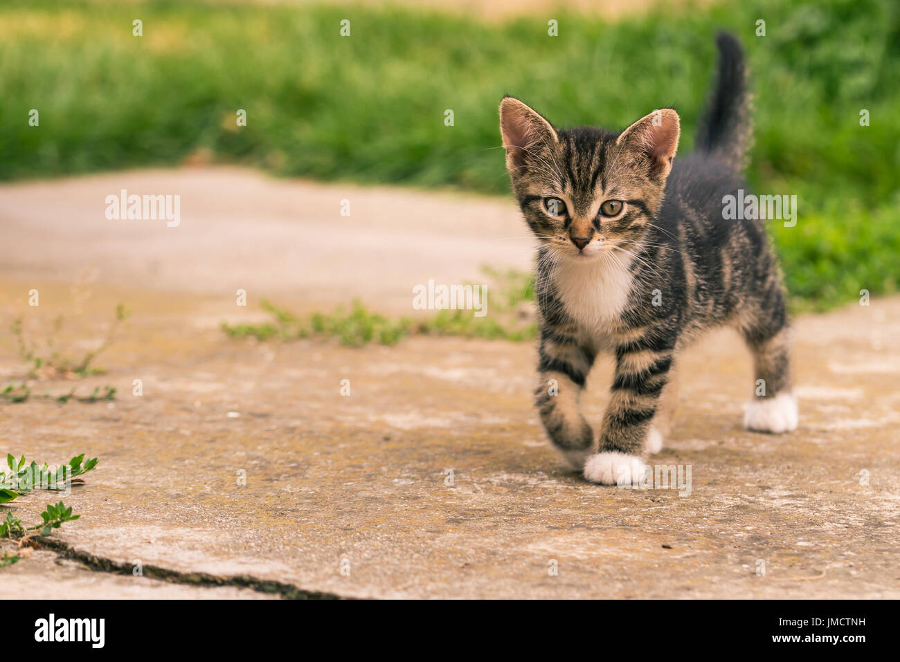 Horizontale Foto Der Einzelnen Katzchen Die Katze Hat Schone Dunkle Tabby Fell Mit Weisser Brust Und Pfoten Das Baby Tier Geht Auf Beton Im Garten Mit Gra Stockfotografie Alamy
