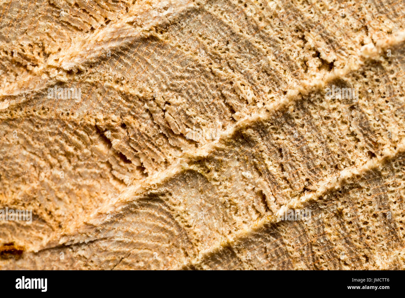 Schließen Detailaufnahmen der Kettensäge Schnittmarken über Gliedmaßen Stockfoto