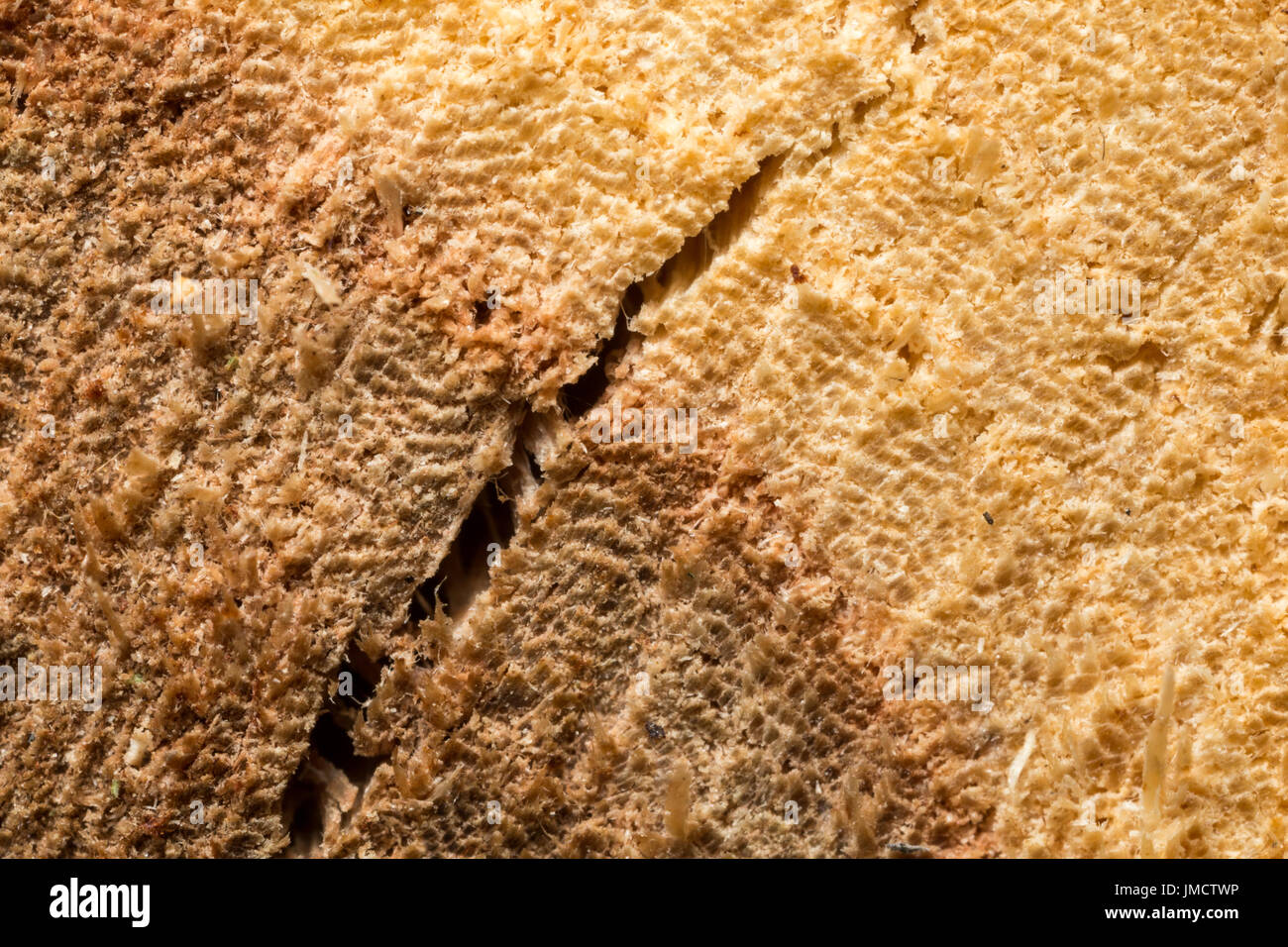 Makro, hohe vergrößerten Bild der Eiche Ende schneiden. Zeigt Holz Schichten und feine Textur Detail Stockfoto