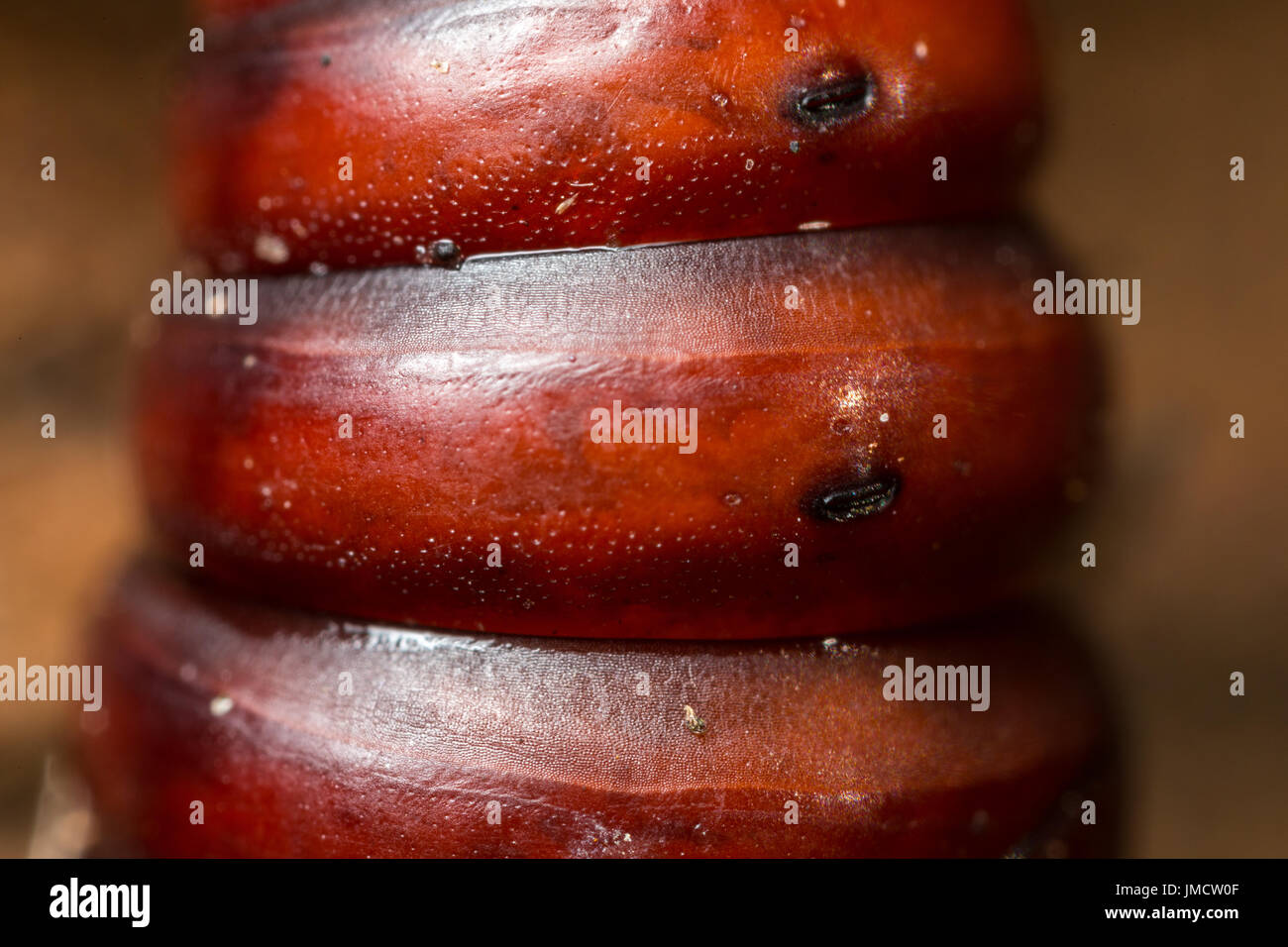 Insekt Kokon Makro Fotos Stockfoto