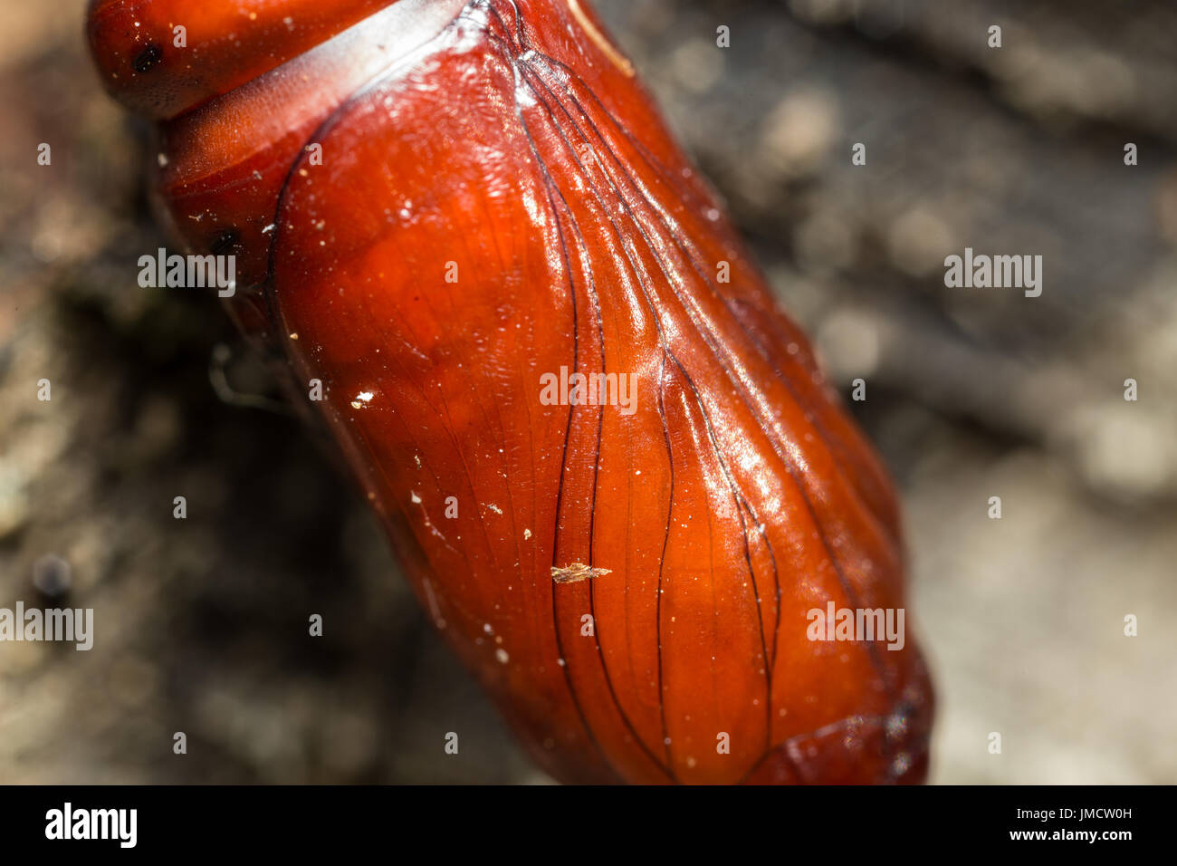 Insekt Kokon Makro Fotos Stockfoto