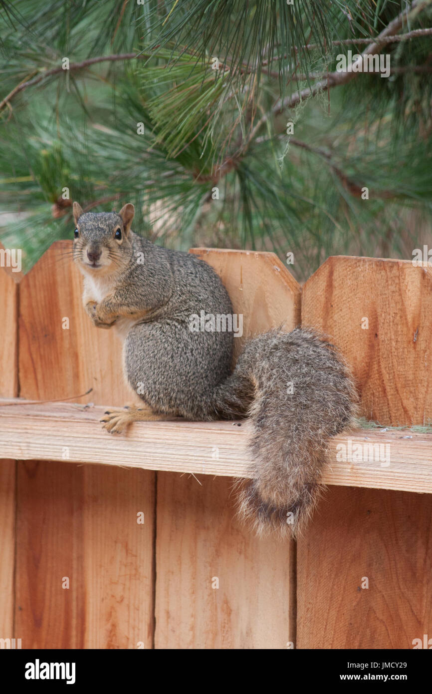 Ein Baum Eichhörnchen stehende Uhr auf einem Zaun in Kalifornien am Meer Stockfoto