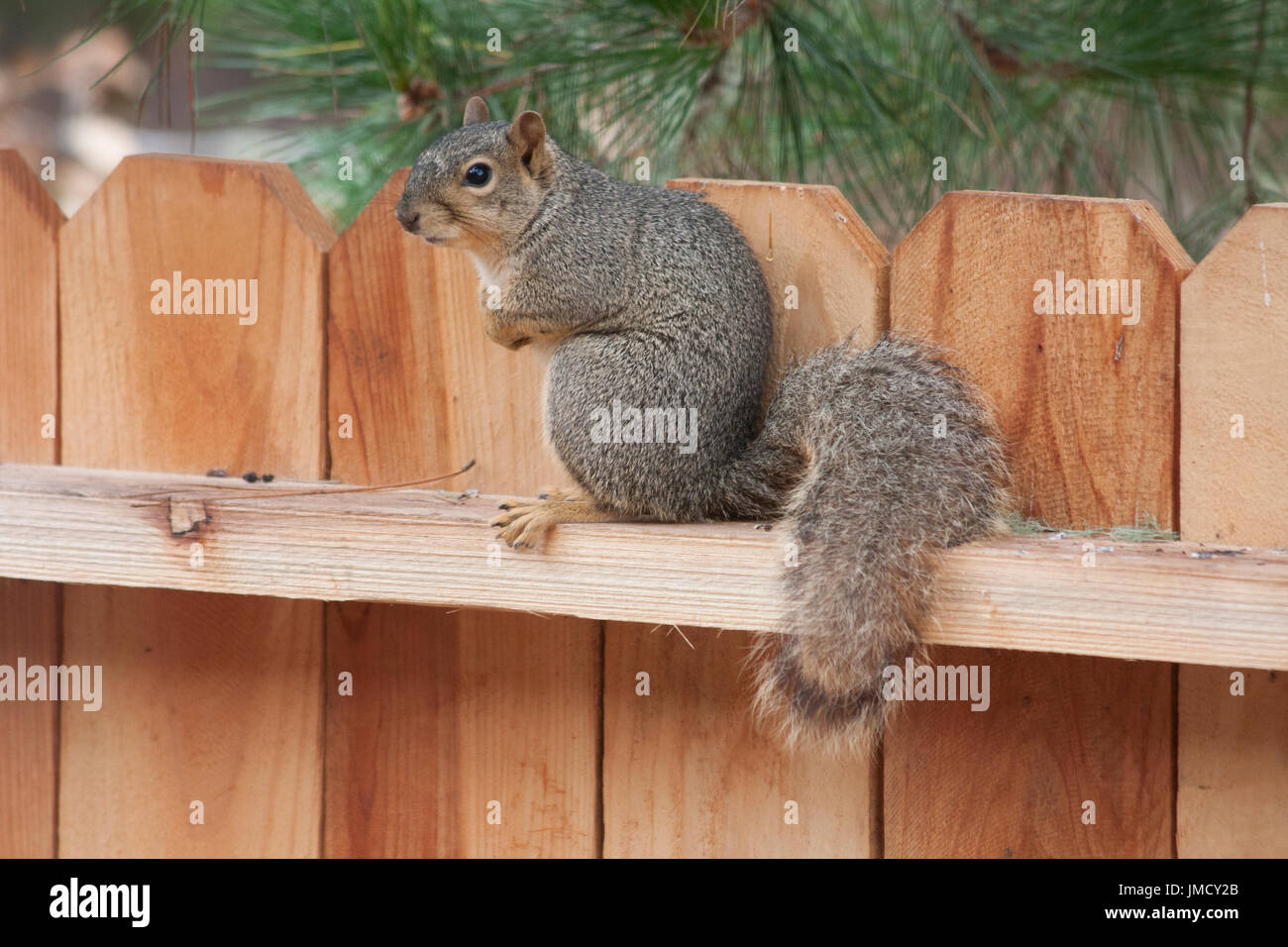 Ein Baum Eichhörnchen stehende Uhr auf einem Zaun in Kalifornien am Meer Stockfoto
