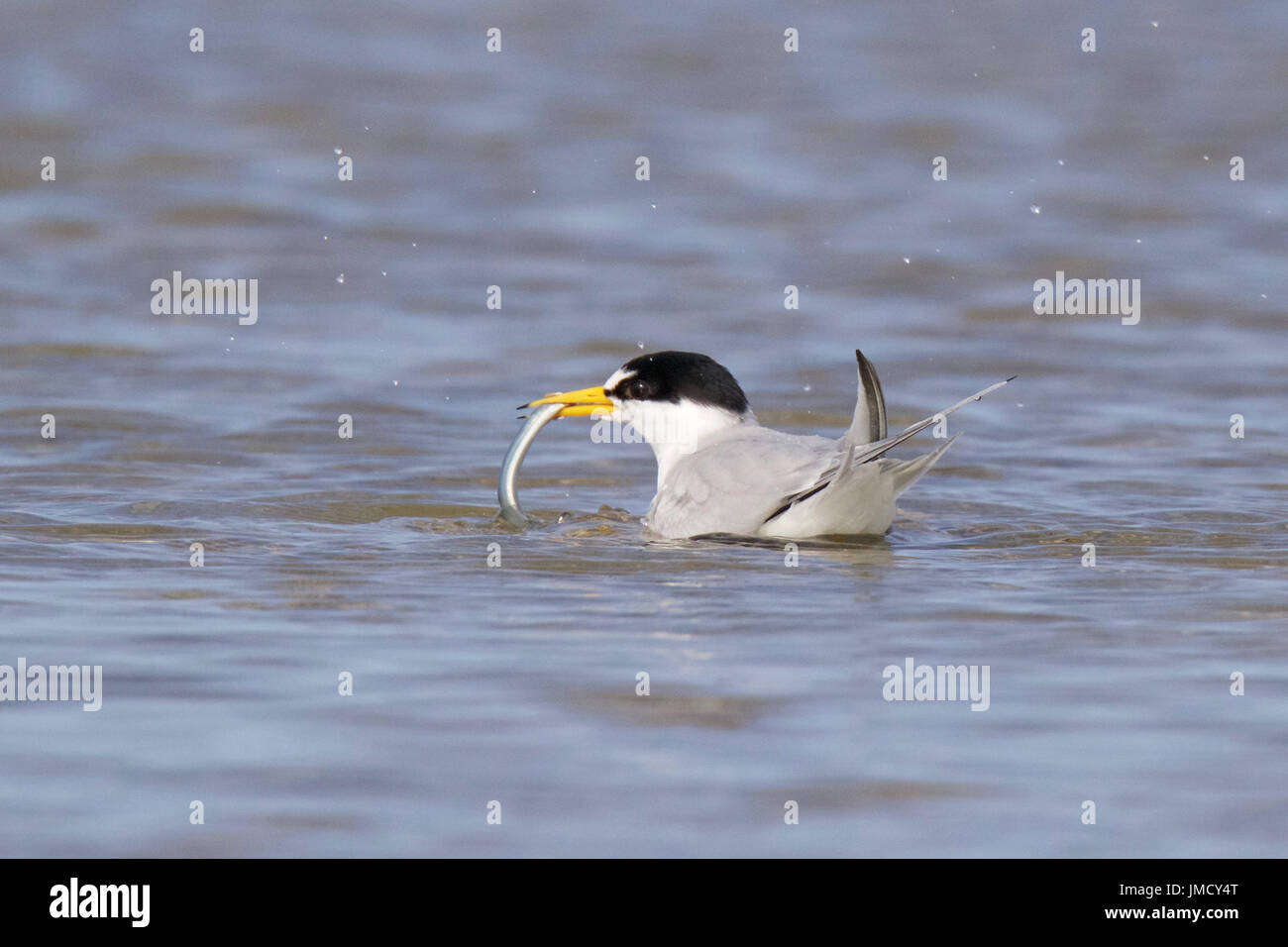 Eine zumindest Seeschwalbe Sterna Antillarum fangen einen Sandaal Stockfoto