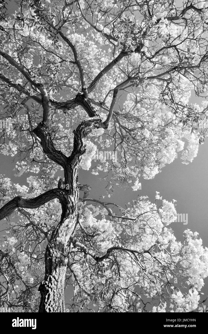 Baum in Pracht Stockfoto