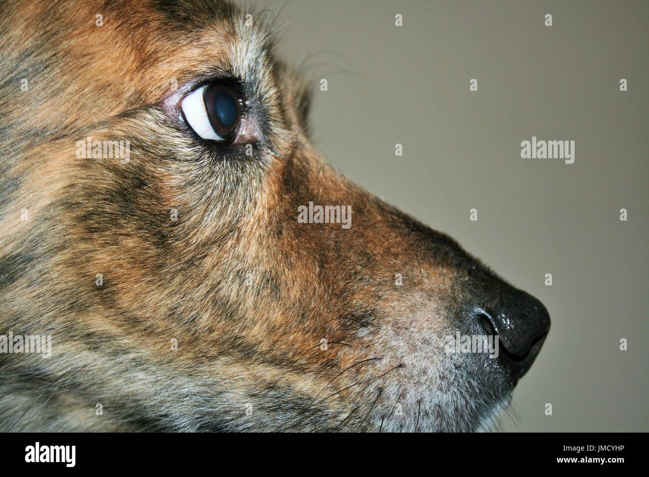 Brauner Hund Profil Stockfoto