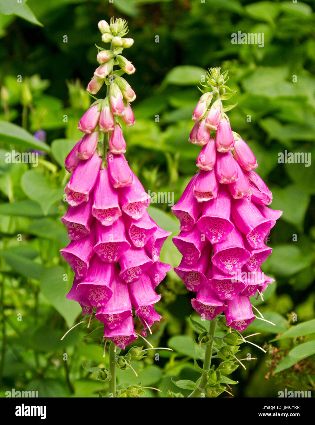 Rosa Blüten von wilden Fingerhut, Digitalis Purpurea, britische Wildblumen vor Hintergrund der Smaragd grüne vegetation Stockfoto