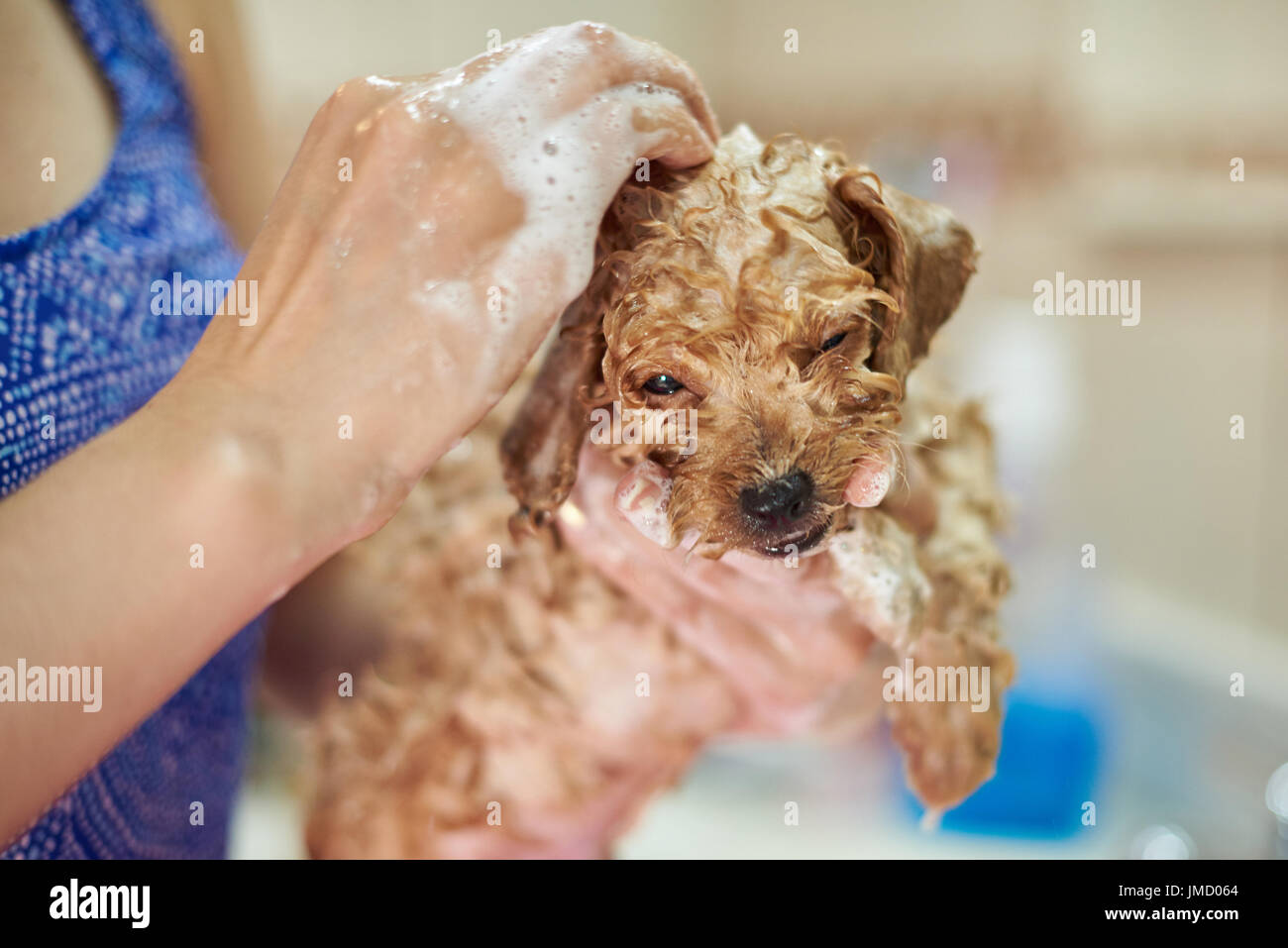 Fellpflege Welpen Service. Braun nass in Seifenblasen Hund Pudel Stockfoto