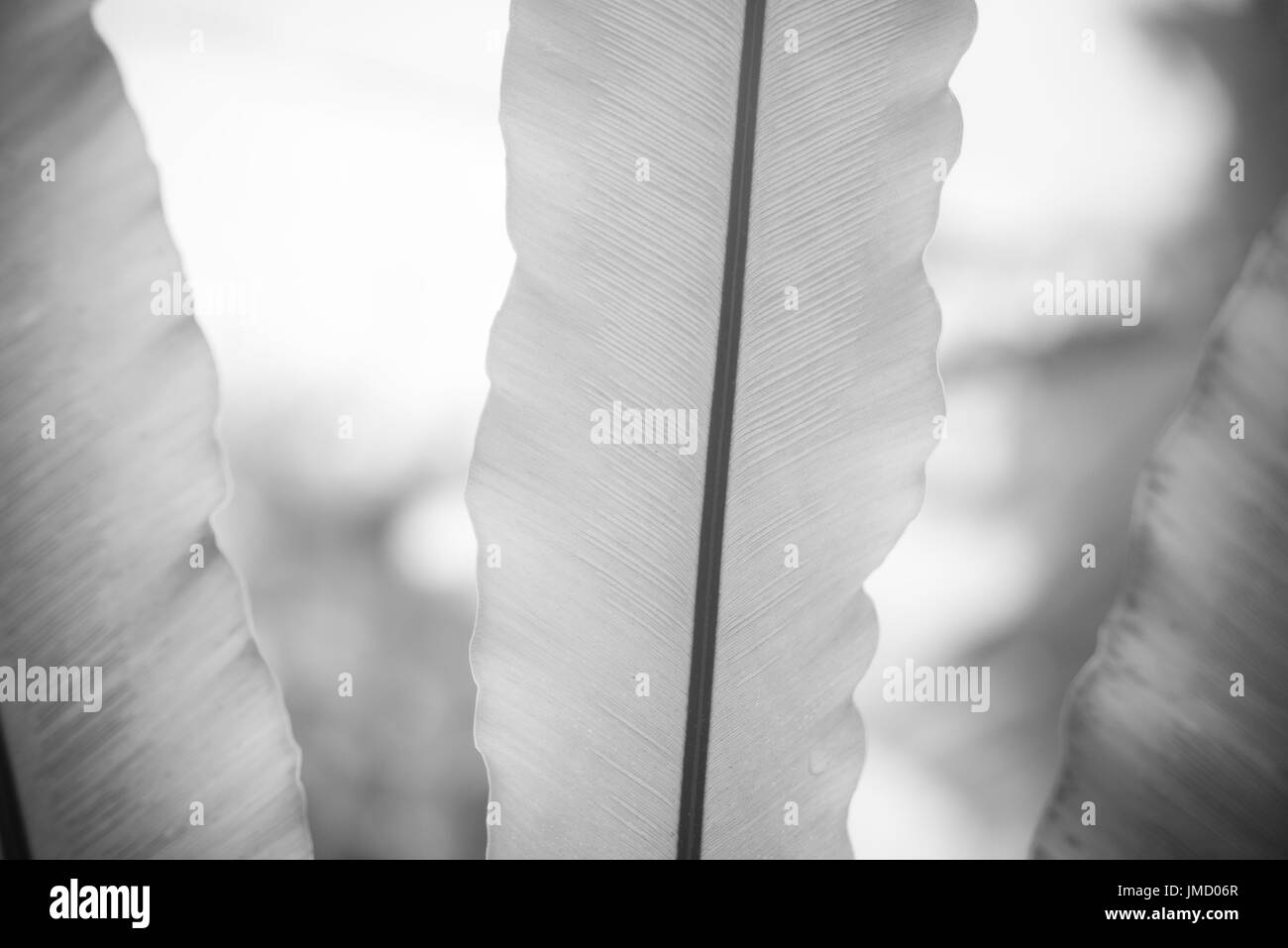 Still Life schwarz / weiß Fotografie der tropischen Pflanze mit breiten Blättern. Stockfoto