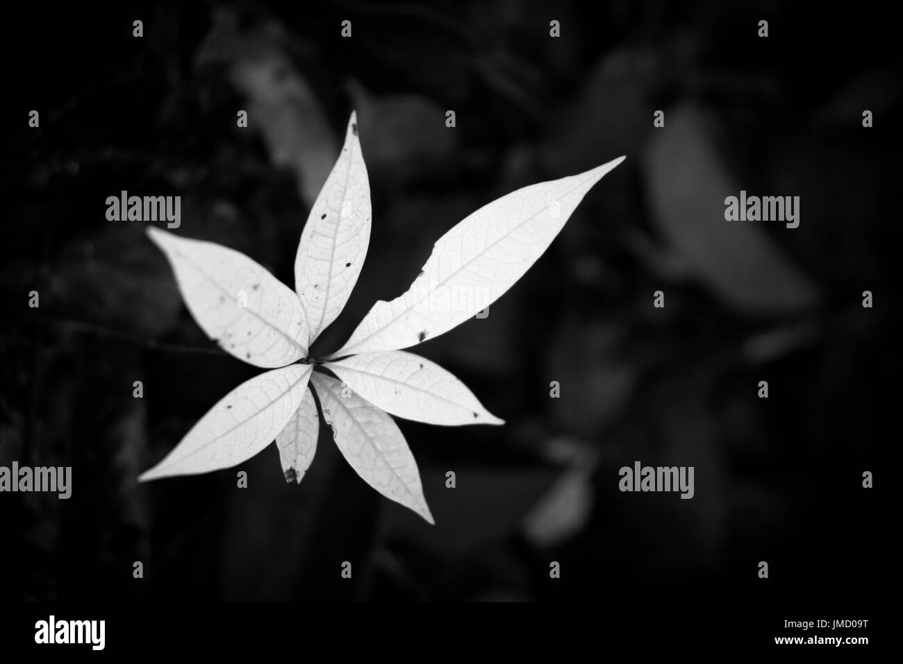 Makroaufnahme einer jungen Pflanze wächst aus dem Wald, Boden in schwarz / weiß Fotografie. Stockfoto