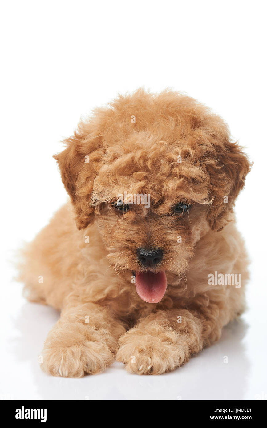 Pudel Welpen Hund mit Zunge legen, isoliert auf weißem Hintergrund Stockfoto