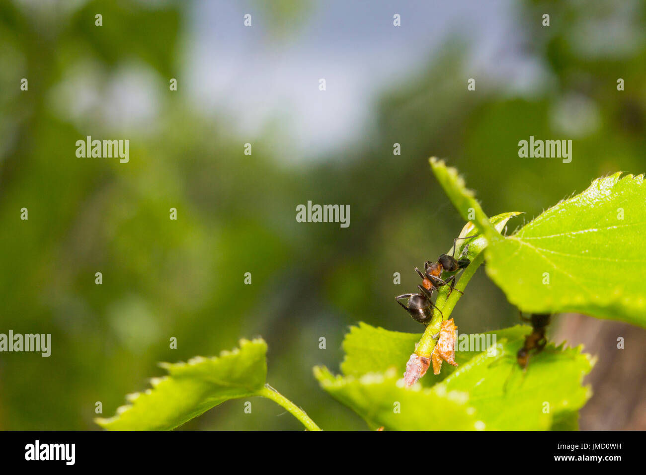 Ameisen - Sauen Blattläuse Stockfoto