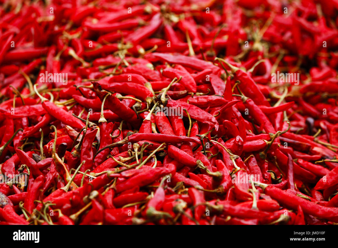 Chili ist die Frucht von Pflanzen aus der Gattung "Capsicum", Mitglieder der Familie der Nachtschattengewächse, Solanaceae. Sie sind weit verbreitet in vielen Gerichten verwendet. Stockfoto