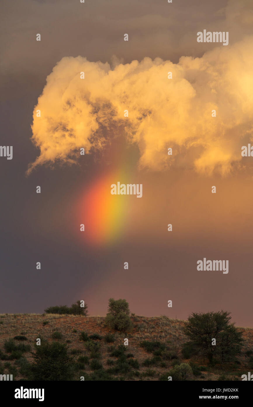 Abends Gewitter mit Cumulonimbus Wolke und Regenbogen mit Schweif über eine Sanddüne. Während der regnerischen Jahreszeit. Wüste Kalahari, Kgalagadi Transfrontier Park, Südafrika. Stockfoto