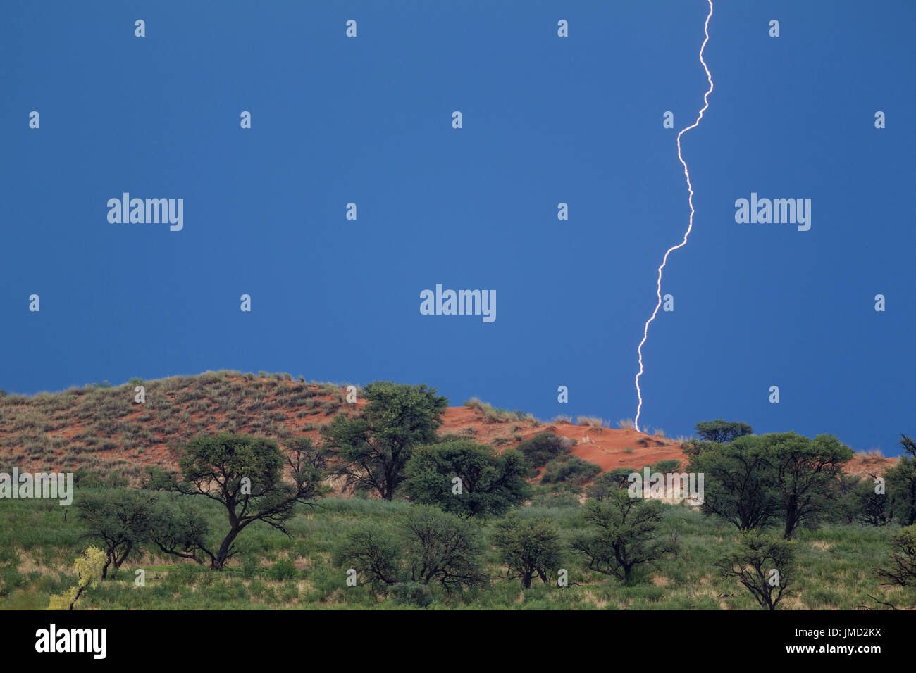 Grass-grown Sanddüne und Camelthorn Bäume (Acacia Erioloba) in der Kalahari-Wüste. Im Januar während der Regenzeit mit Gewitter und Blitz. Stockfoto