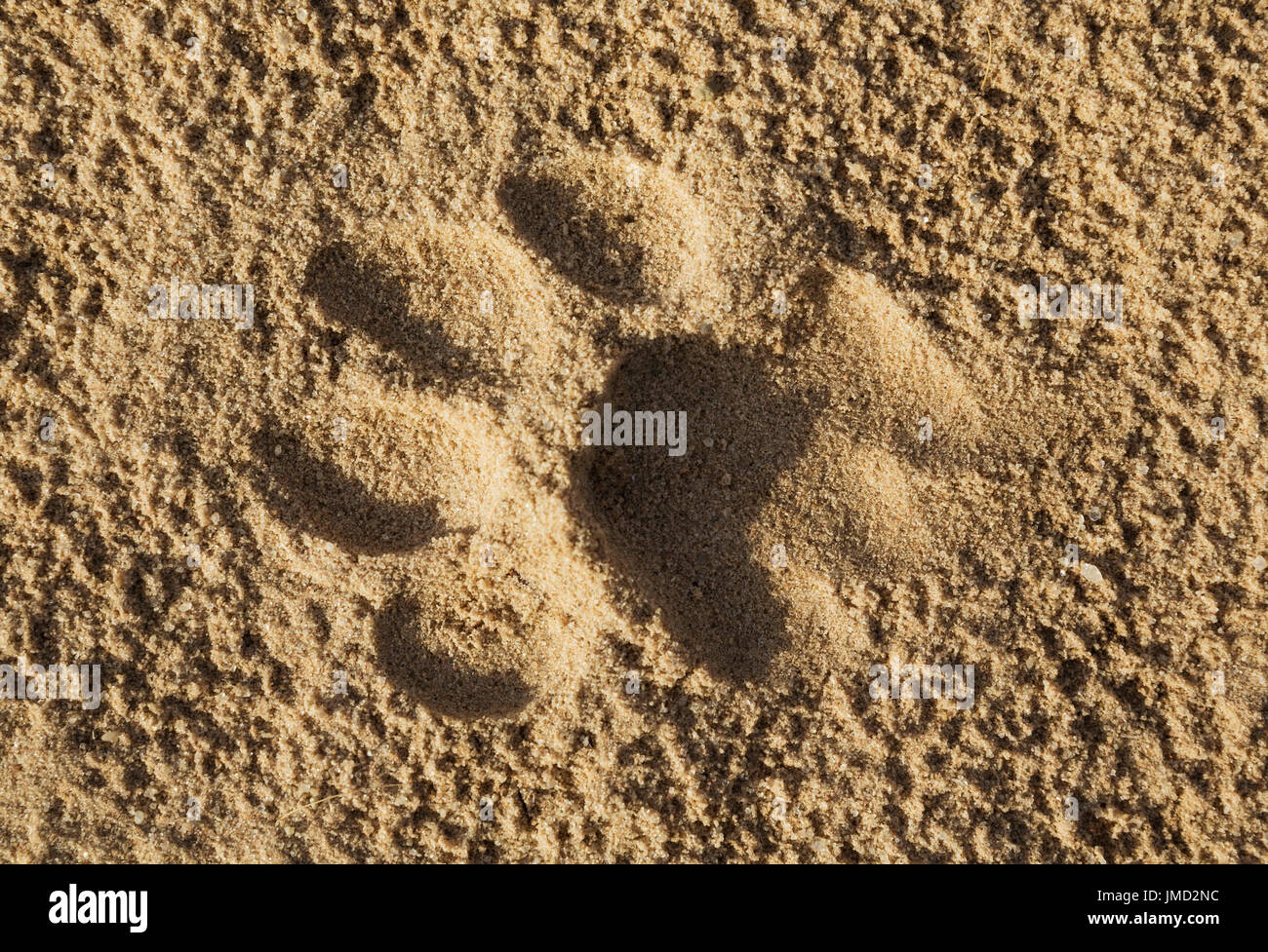 Löwe (Panthera Leo), weibliche Foodprint Staub unterwegs Stockfoto