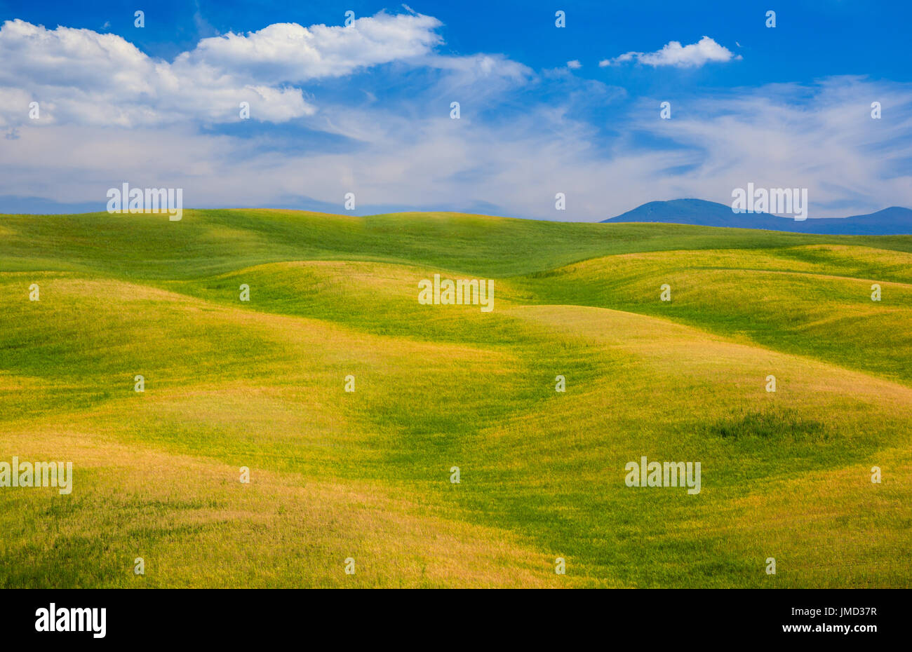 Sanfte Hügel, grüne Felder in der Toskana, Italien Stockfoto