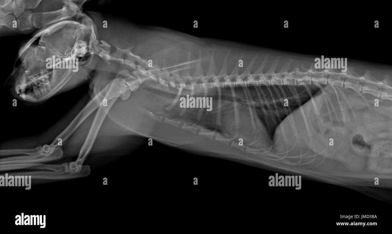 X-ray gesunde junge Katze in Seitenansicht. Stockfoto