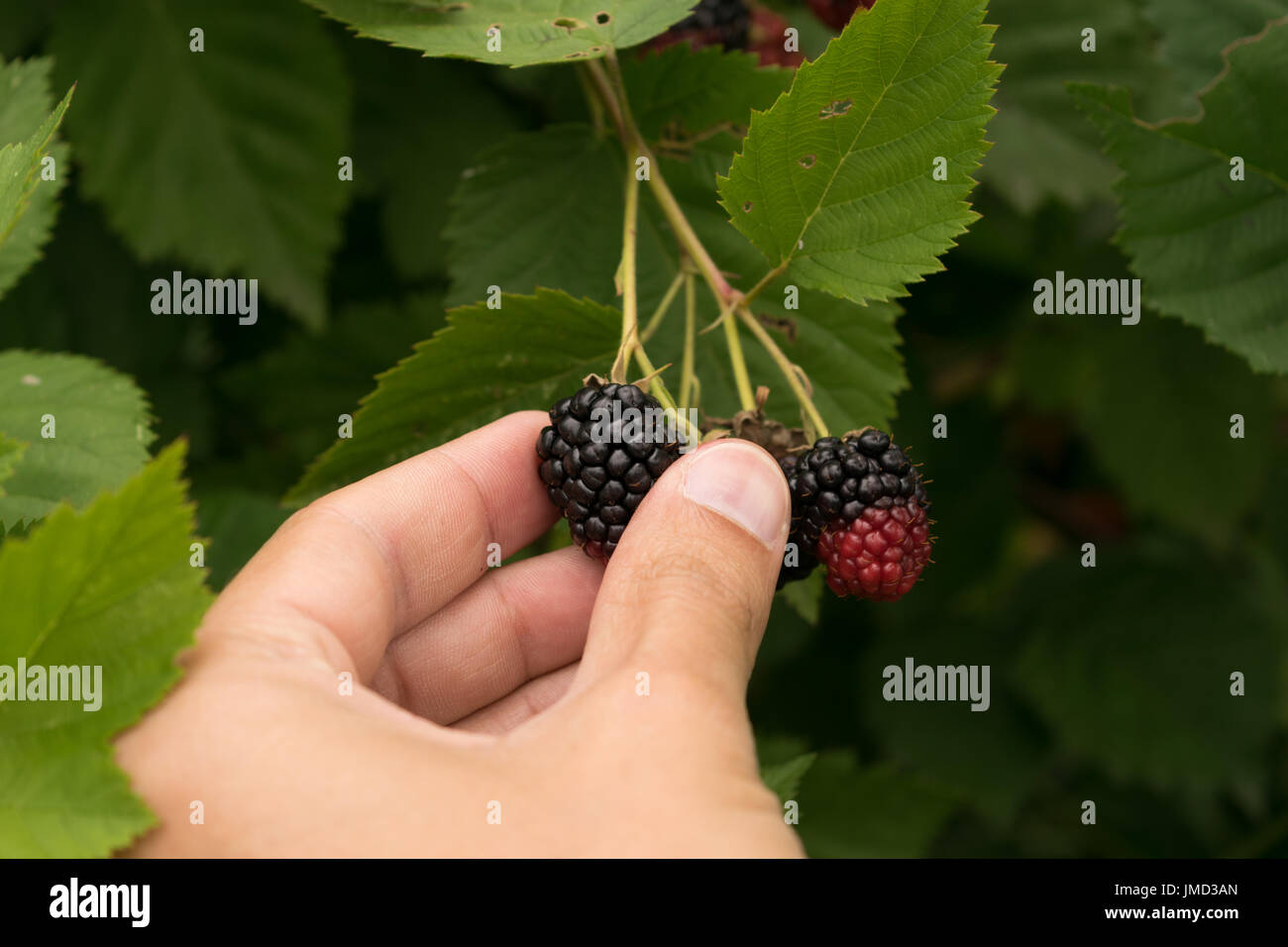 POV - Kommissionierung wilden Brombeeren, persönliche Sicht Stockfoto