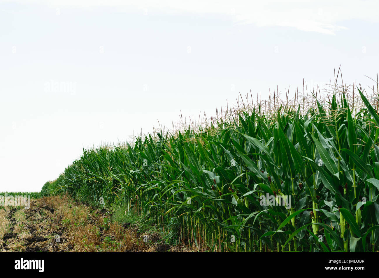 Idden Bio Green Maisfeld - Landschaft Landwirtschaft Stockfoto