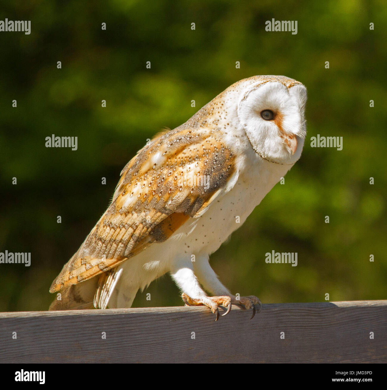 Britische Schleiereule, Tyto alba, sitzt auf einem Holzgeländer vor dunklem grünem Hintergrund von Waldlaub in Cumbria, England Stockfoto