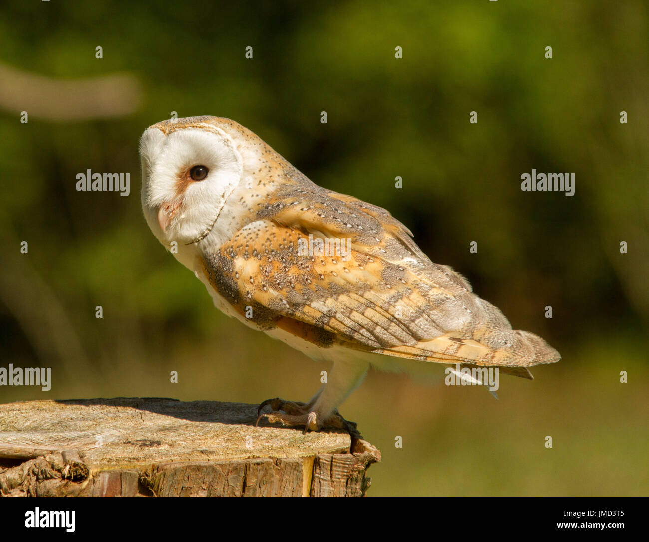 Britische Schleiereule, Tyto alba, auf einem Holzstumpf vor dunklem Hintergrund aus Waldlaub in Cumbria, England Stockfoto