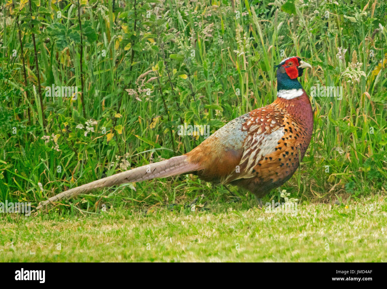 Bunter männlicher Fasan, Phasianus colchicus, in der Wildnis vor dem Hintergrund von smaragdgrünen Gräsern und Wildblumen, in England Stockfoto