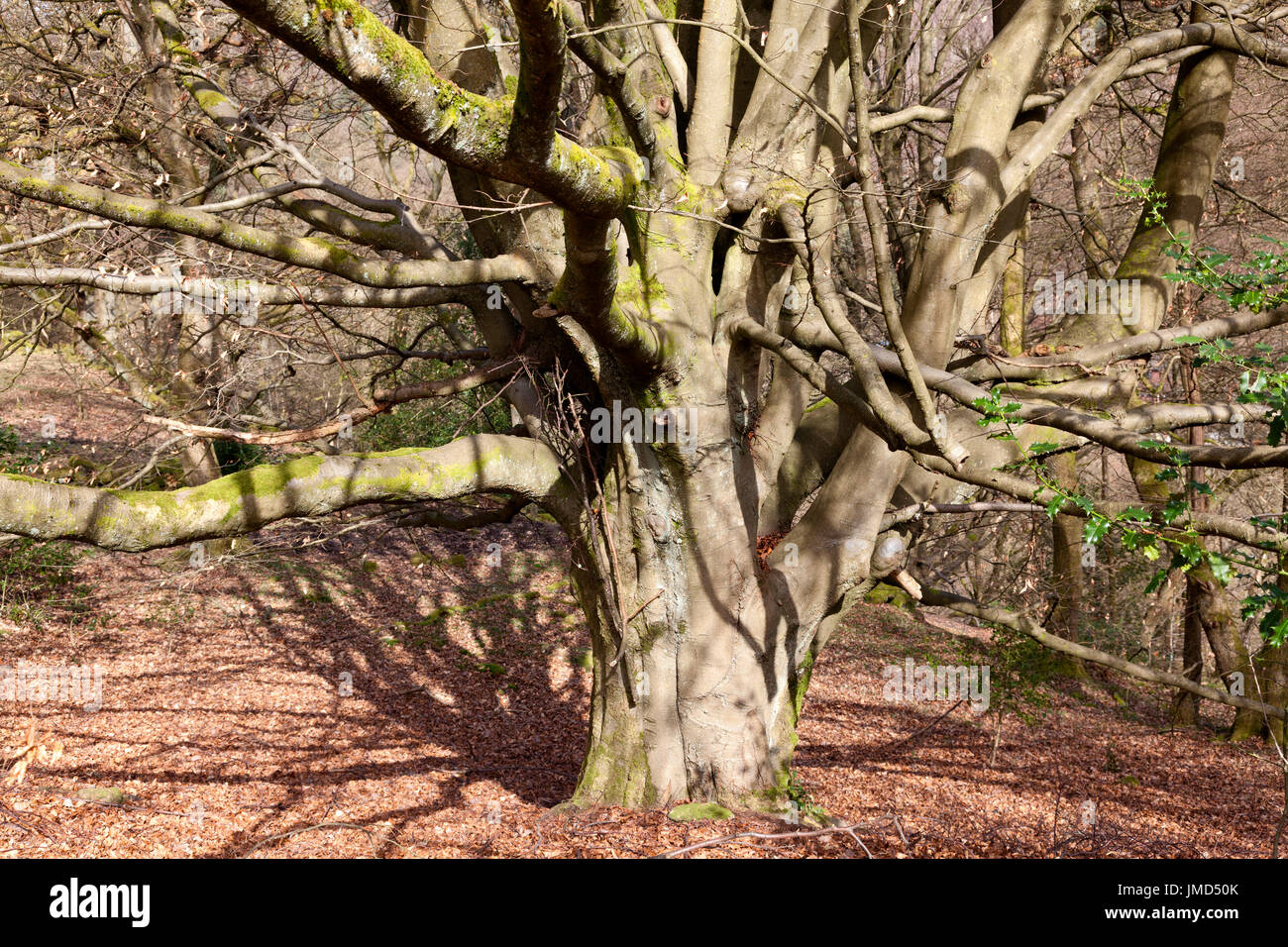 Alter Baum mit vielen Ästen, Hebden Bridge, West Yorkshire Stockfoto