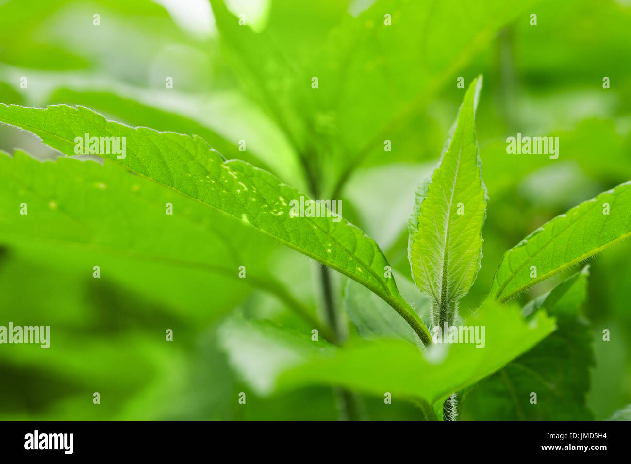 Natürliche abstrakten Hintergrundfoto mit Makro-Fragment des frischen hellgrünen Blättern Stockfoto
