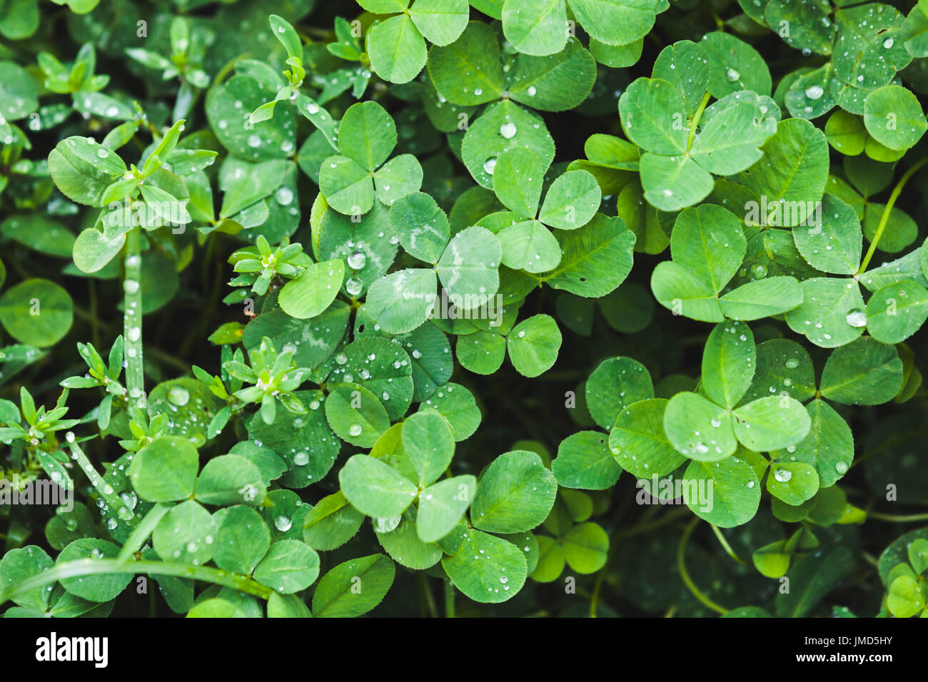 Wild frisch grünen Klee lässt, Foto Hintergrundtextur Stockfoto