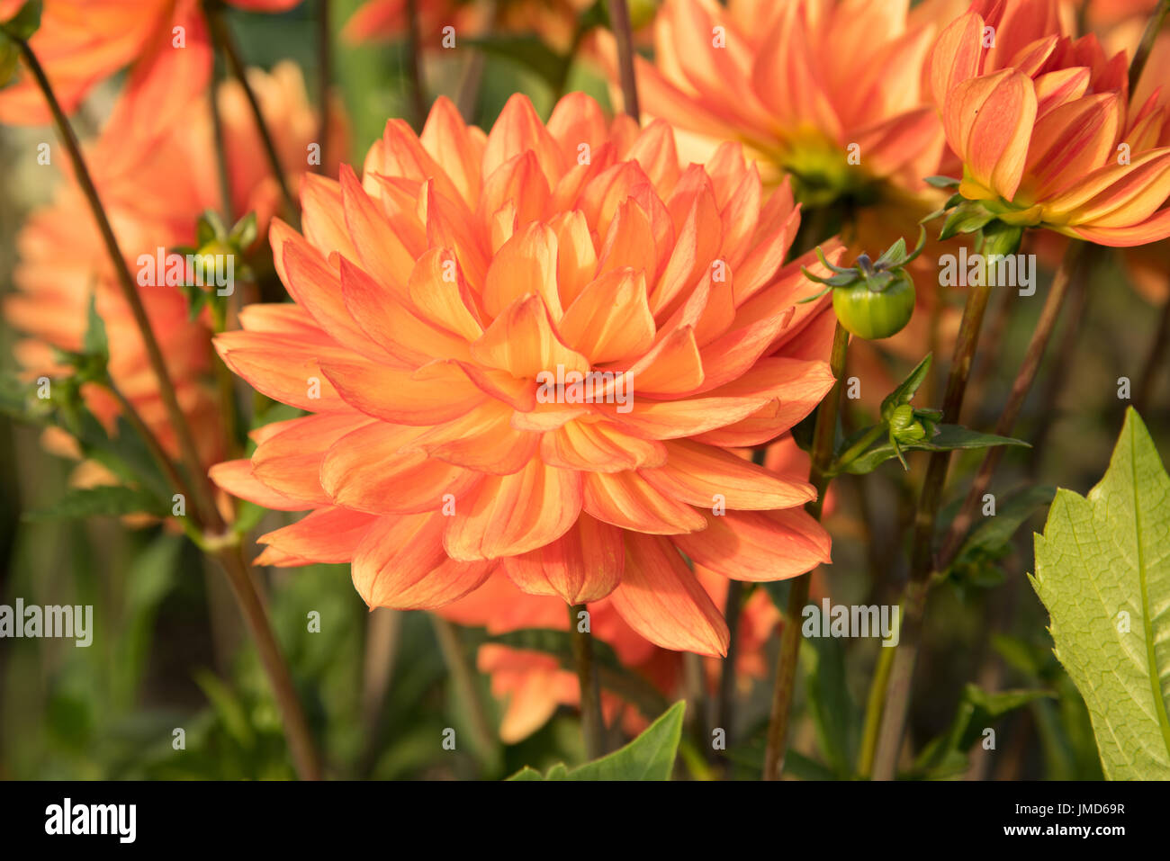 Semi-Kaktus Dahlien orange rot rosa Stockfoto
