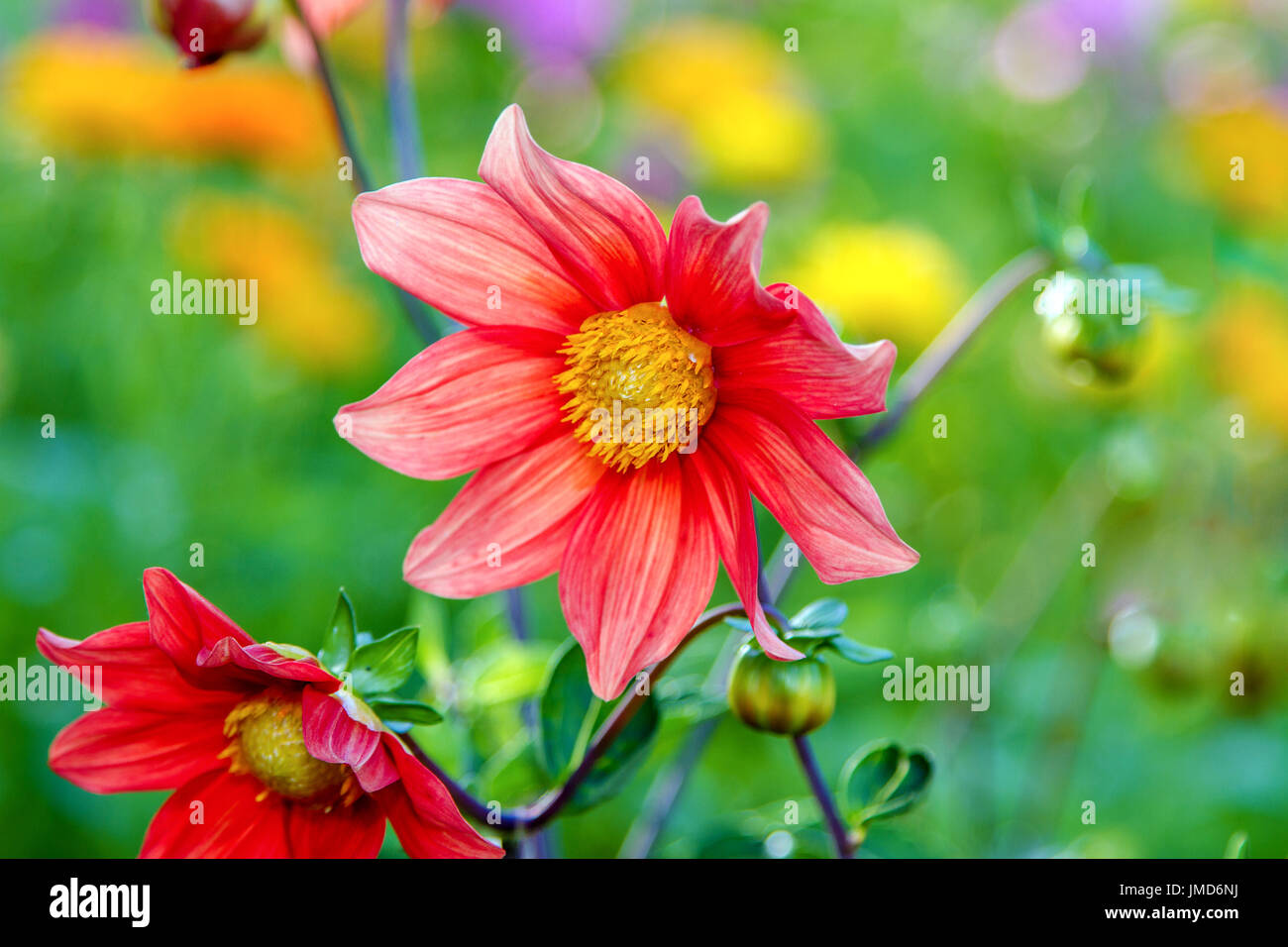 Bild rote Blume Dahlie mit gelber Mitte Stockfoto