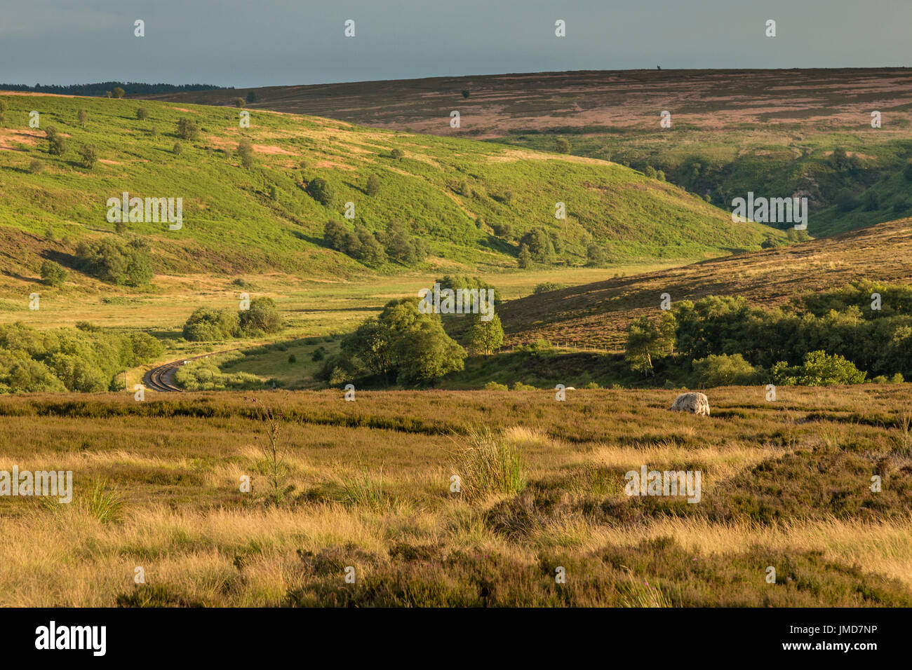 Fen Moor North York Moors Stockfoto