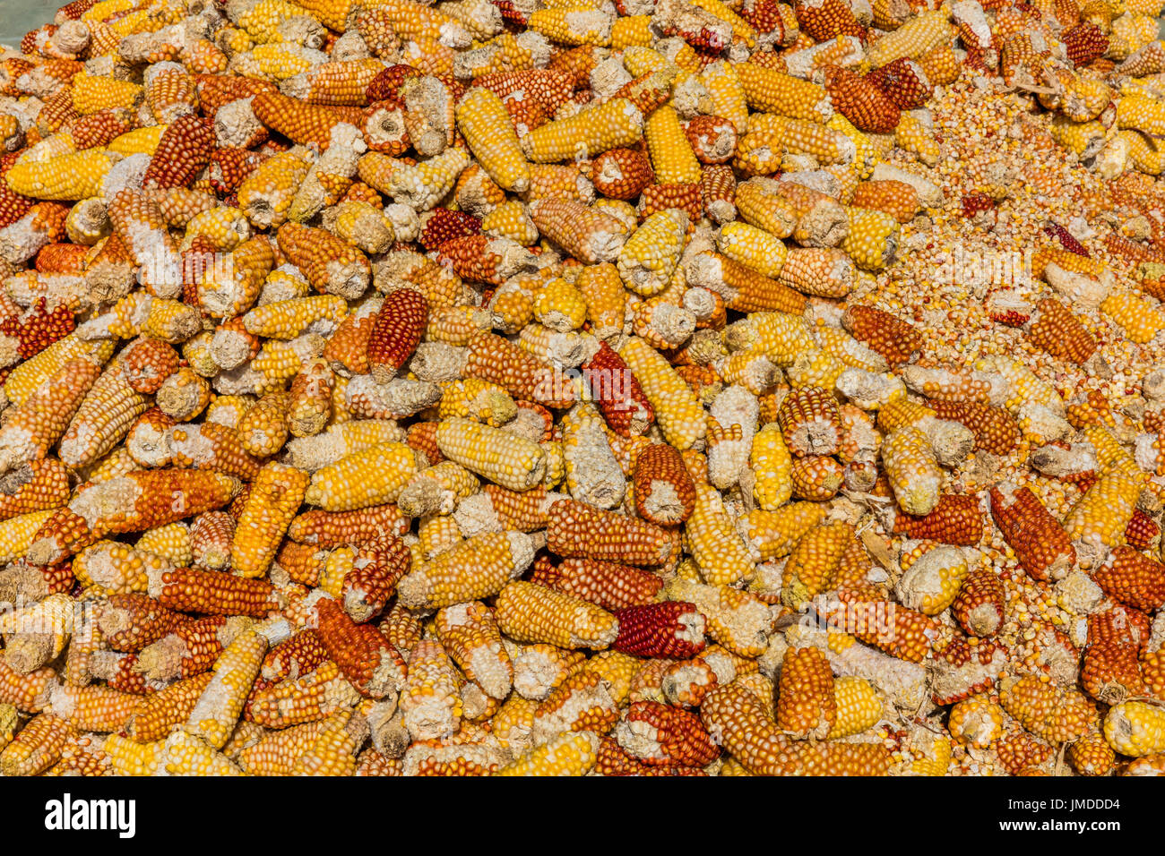 Hühneraugen Getreideernte Trocknung Caldas in Kolumbien Südamerika Stockfoto
