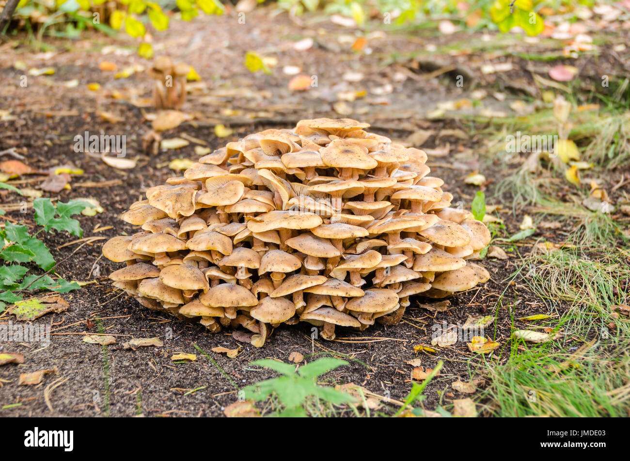 Hallimasch, oder Hallimasch, parasitäre Pilze wachsen in meinem Garten in Deutschland im Herbst. Er wächst auf Holz, in der Regel in kleinen Dichte Klumpen oder Büschel. Stockfoto