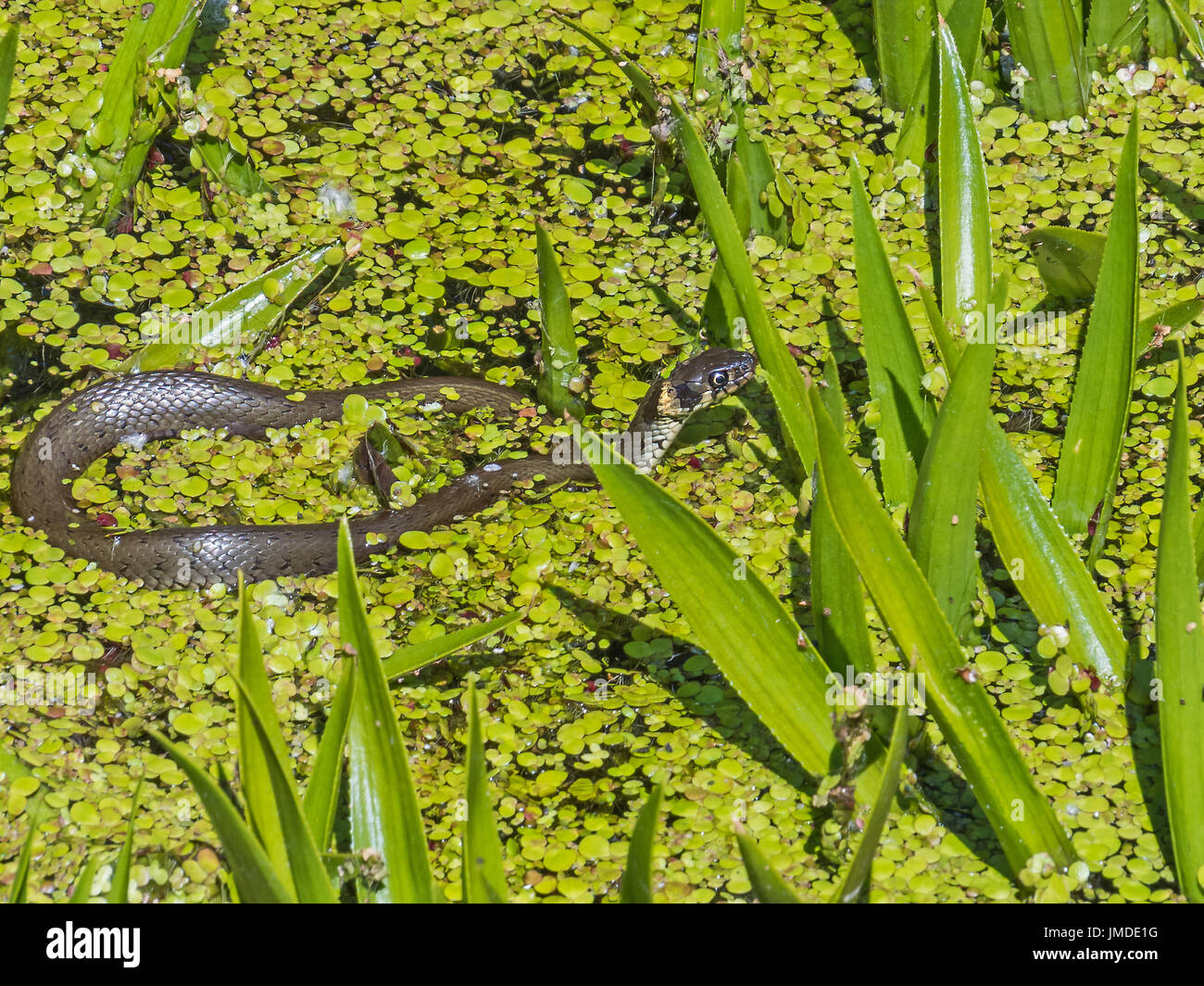 Jung-Schlange der Familie Colubridae in einem Sumpf in der Umgebung von Berlin, Deutschland Stockfoto