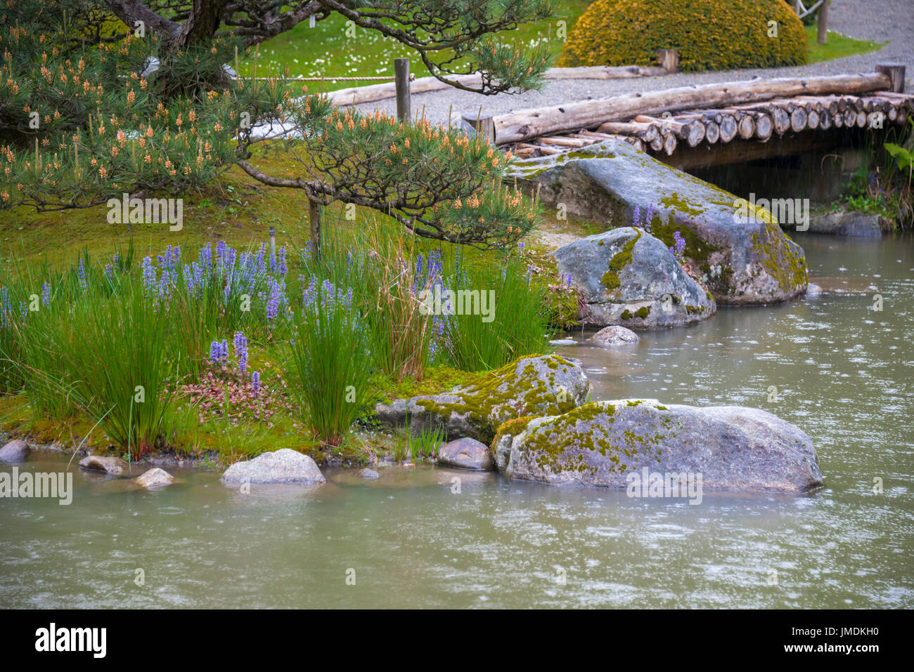 Lila Blüten und Brücke mit dem japanischen Garten-Teich im Regen Stockfoto