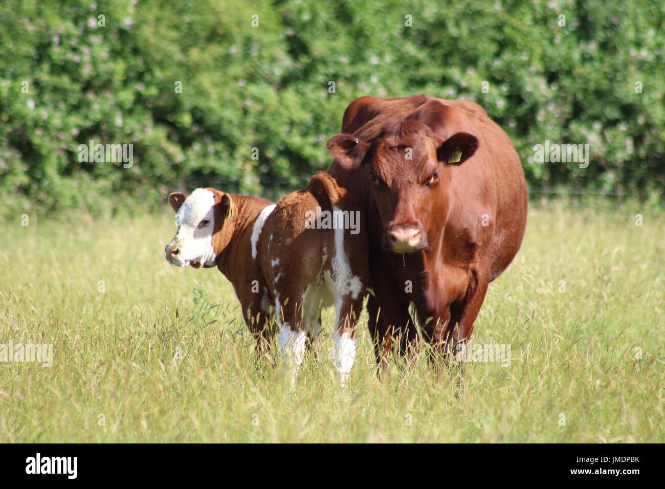 Shorthorn Kuh und Kalb Stockfoto