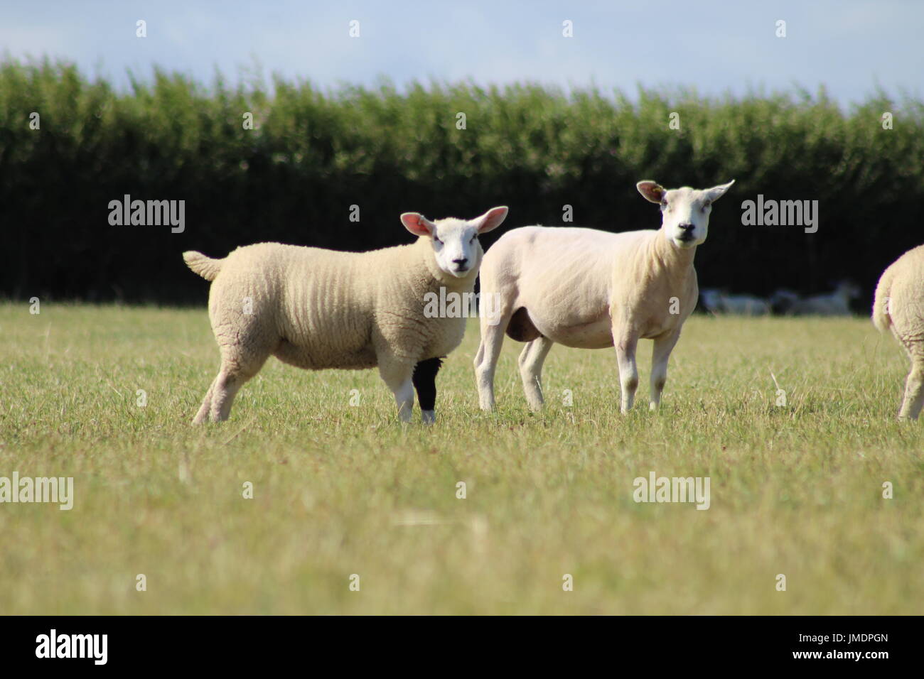 Texel Schafe und Lämmer zu überqueren, auf dem Rasen Stockfoto