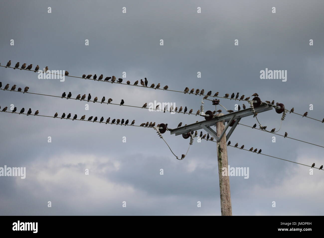 Stare hocken auf Stromleitung Stockfoto