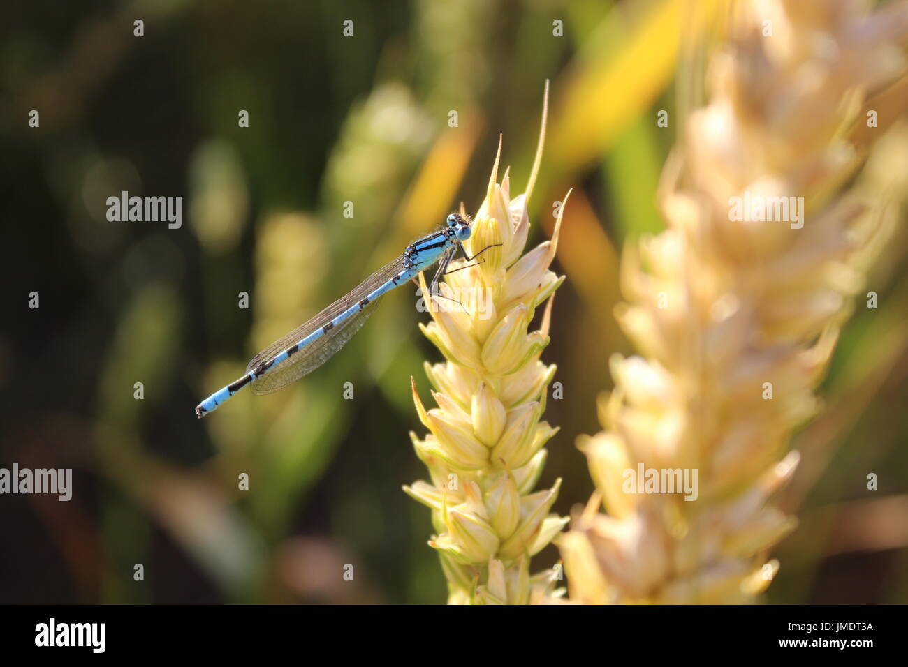 Libelle auf Weizen Stockfoto