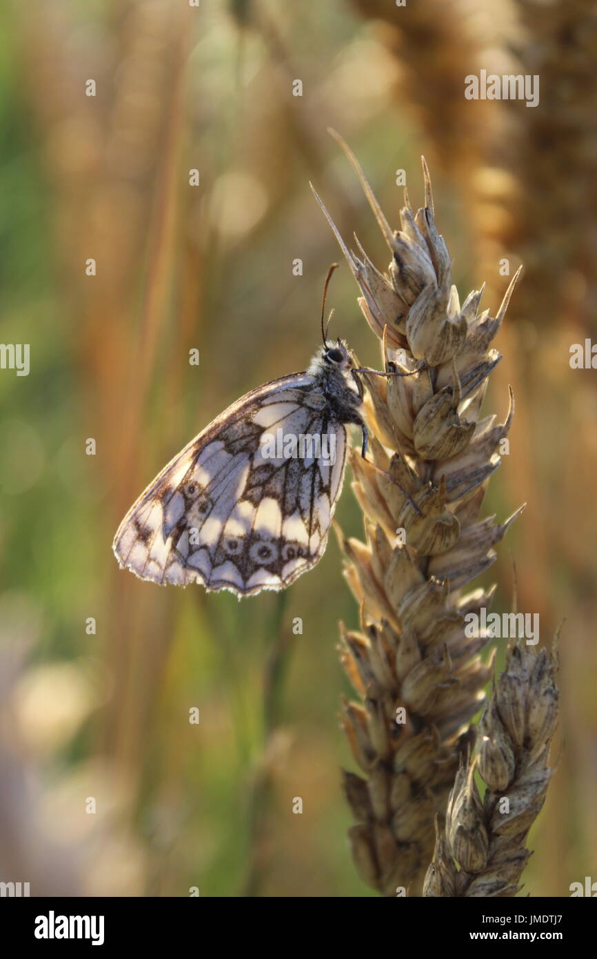 Schmetterling auf Weizen Stockfoto