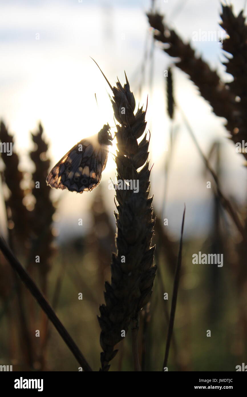 Schmetterling auf Weizen Stockfoto