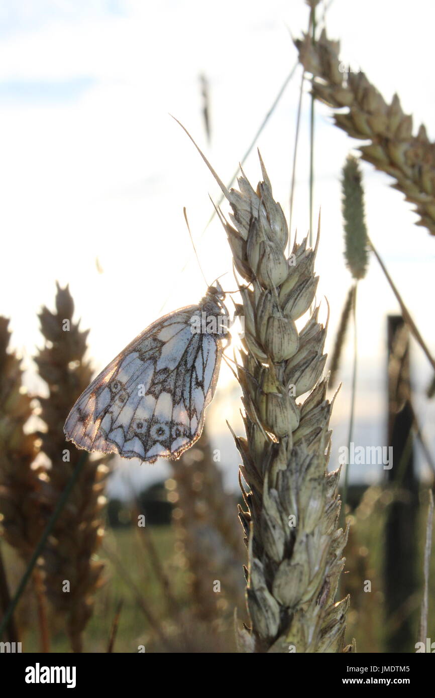 Schmetterling auf Weizen Stockfoto