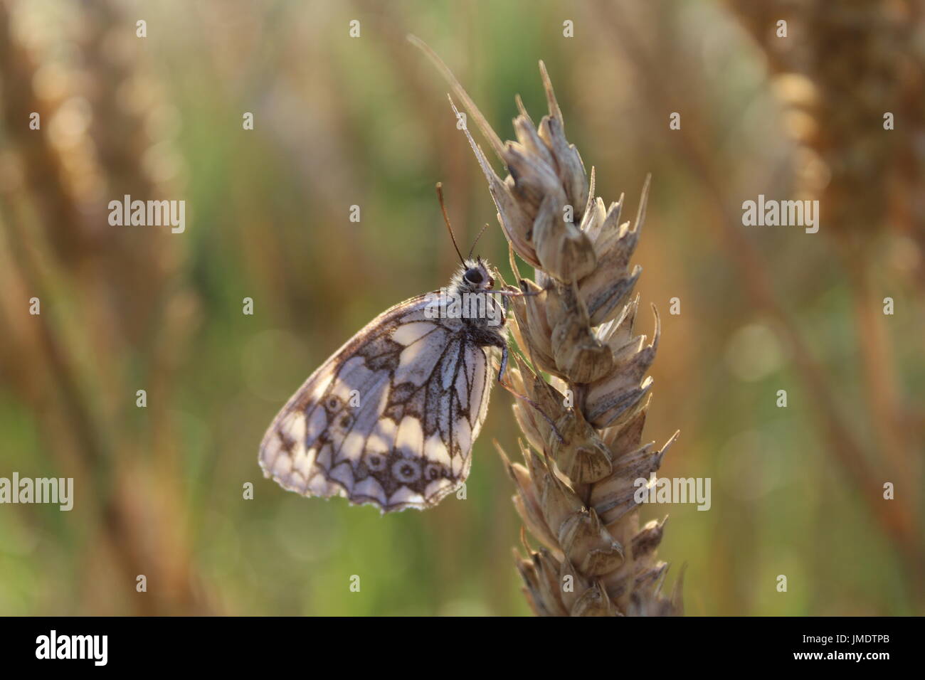 Schmetterling auf Weizen Stockfoto
