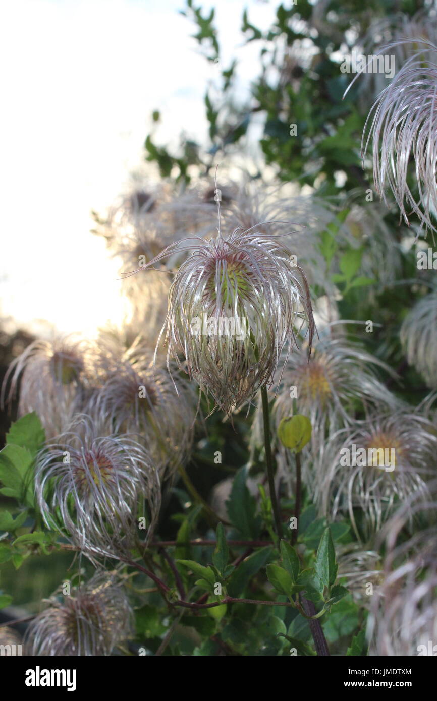 Clematis Samen Kopf Stockfoto