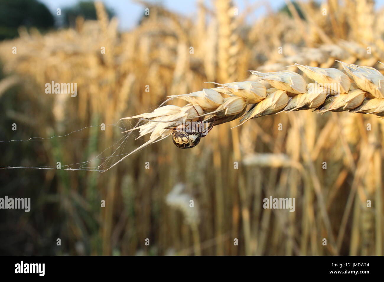 Spinne auf Weizen Stockfoto