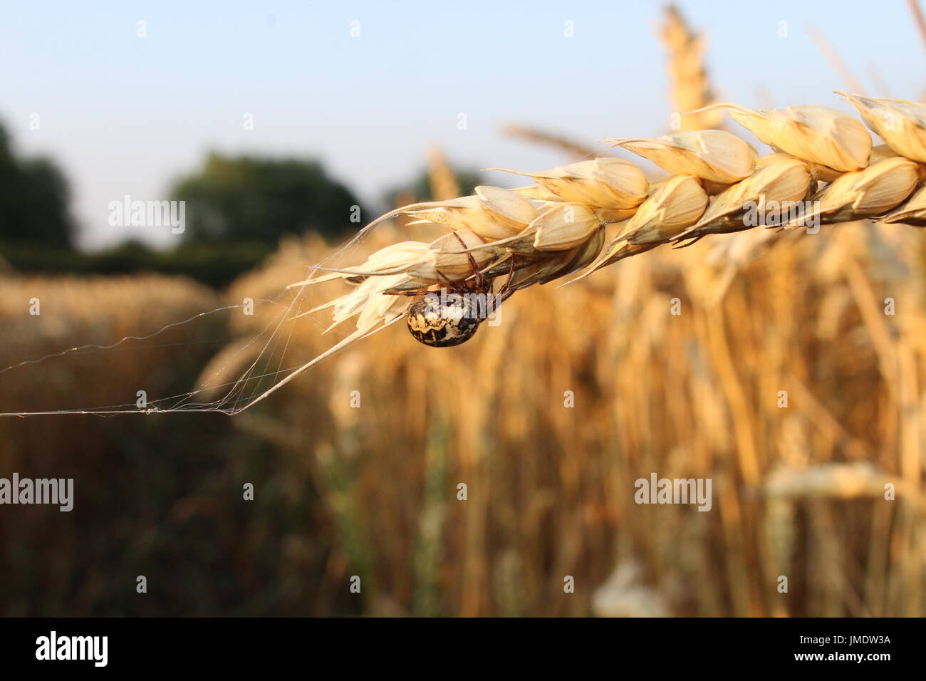 Spinne auf Weizen Stockfoto