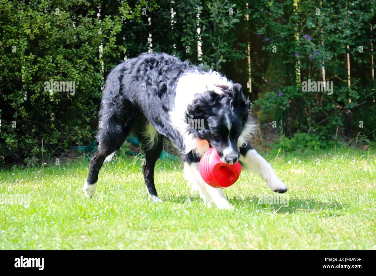 Border Collie mit roten Ball Spielzeug Stockfoto