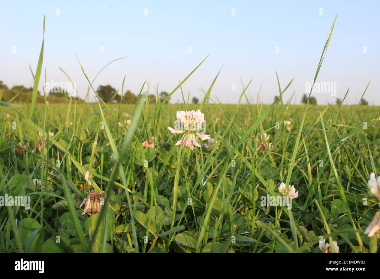 Weißklee Rasen ley Stockfoto